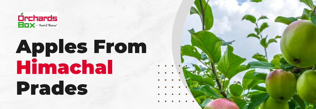 Apples From Himachal Pradesh’s Orchards