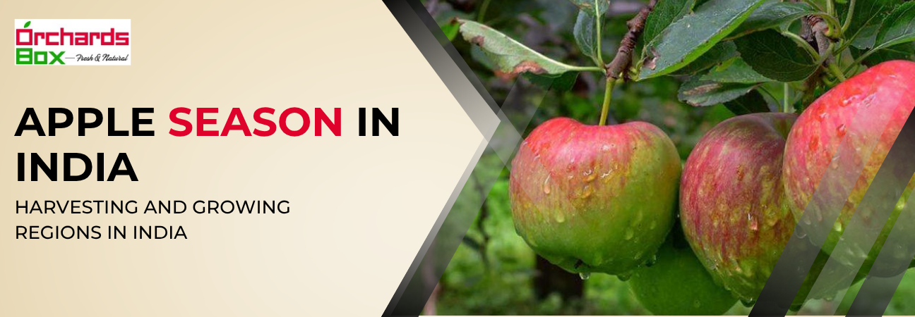 Apple Season in India - Harvesting and Growing Regions in India