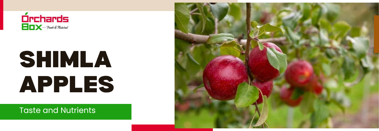 Shimla Apples | Buy Online | Price Per 1KG | Taste and Nutrients