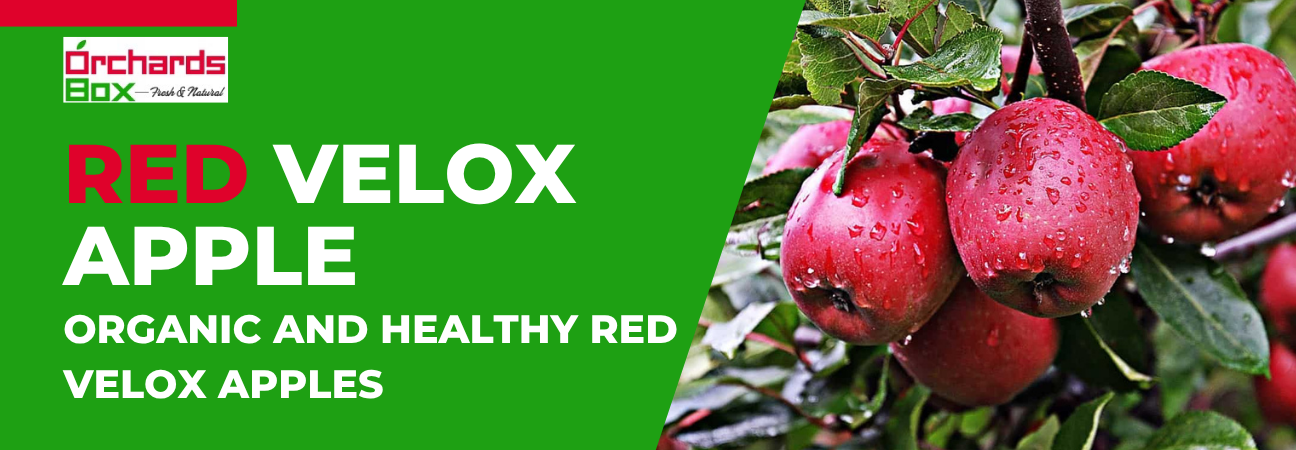 Red Velox Apple - Organic and Healthy Red Velox Apples