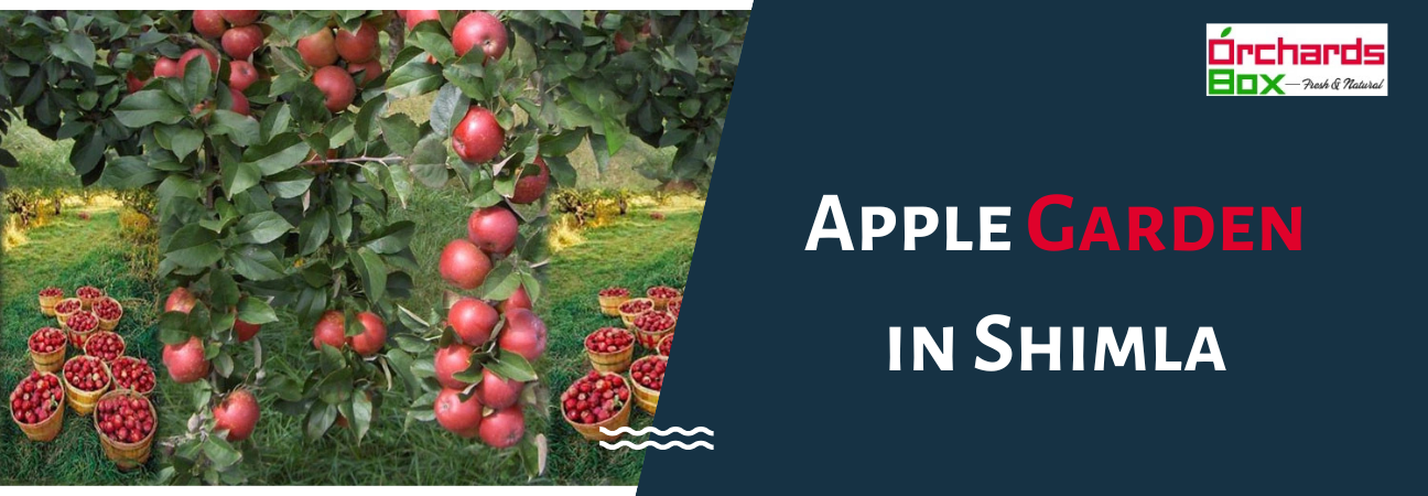Exploring the Beauty of Apple Garden in Shimla