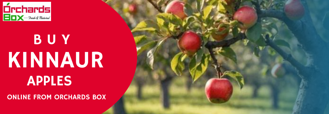 Buy Kinnaur Apples Online From Orchards Box
