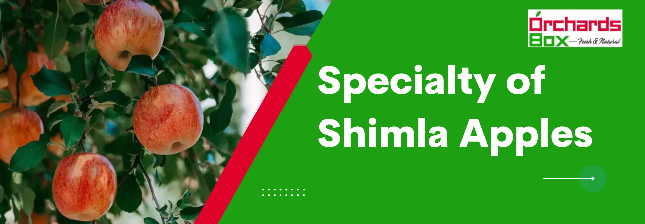 Specialty of Shimla Apples - Why They Are the Best in India