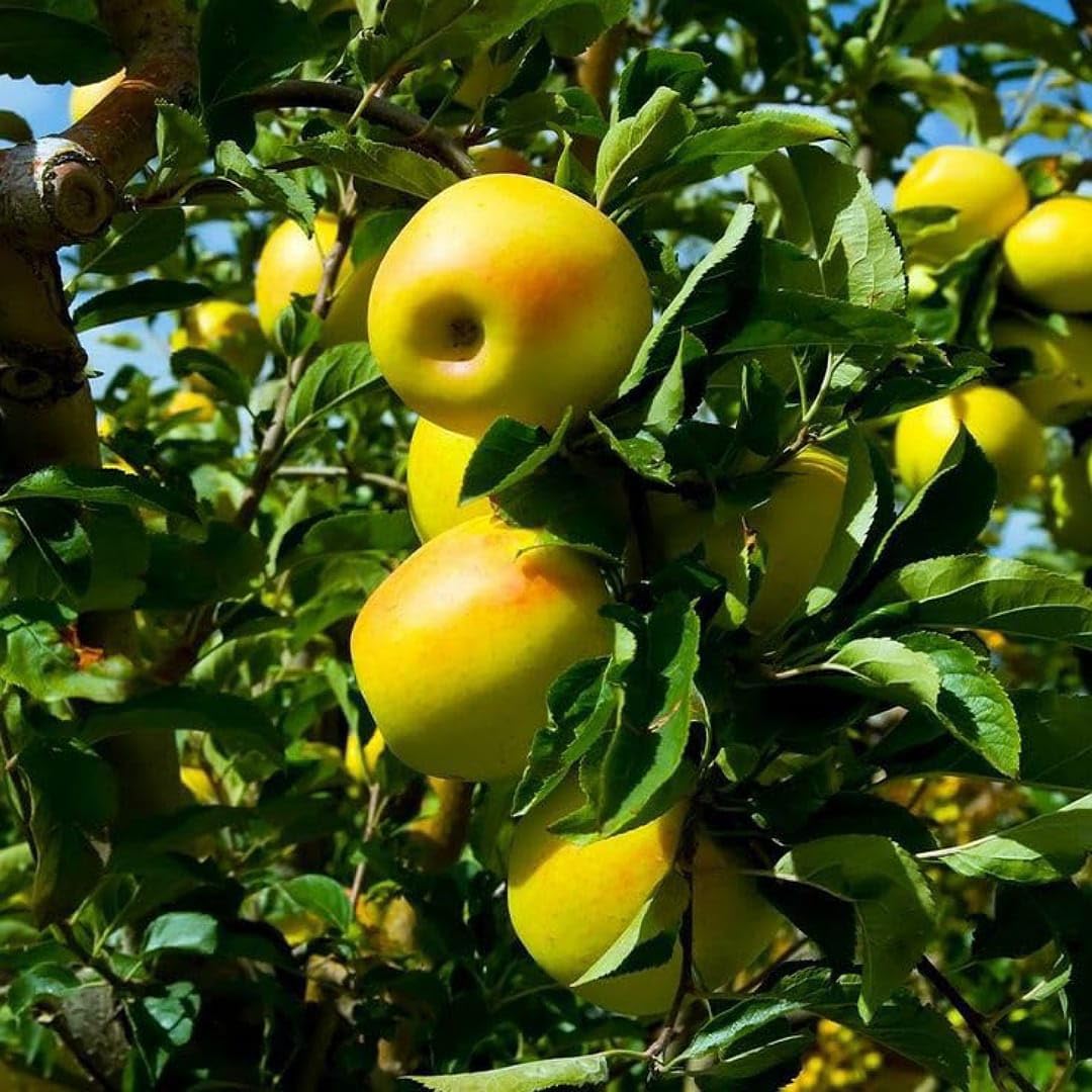 Mini Golden Apples