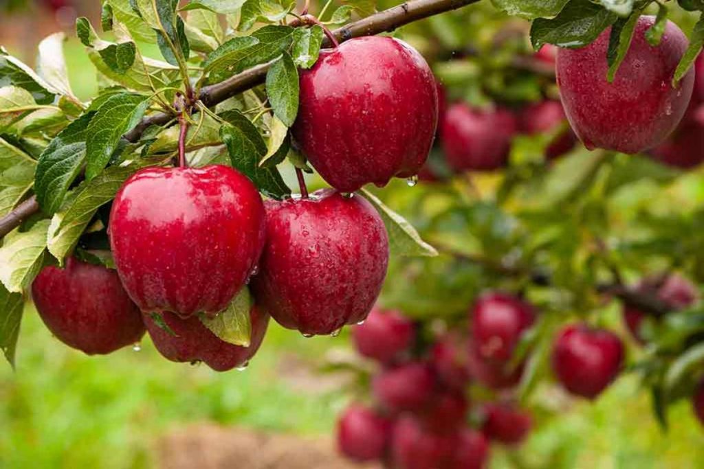 Mini Kinnaur Apples