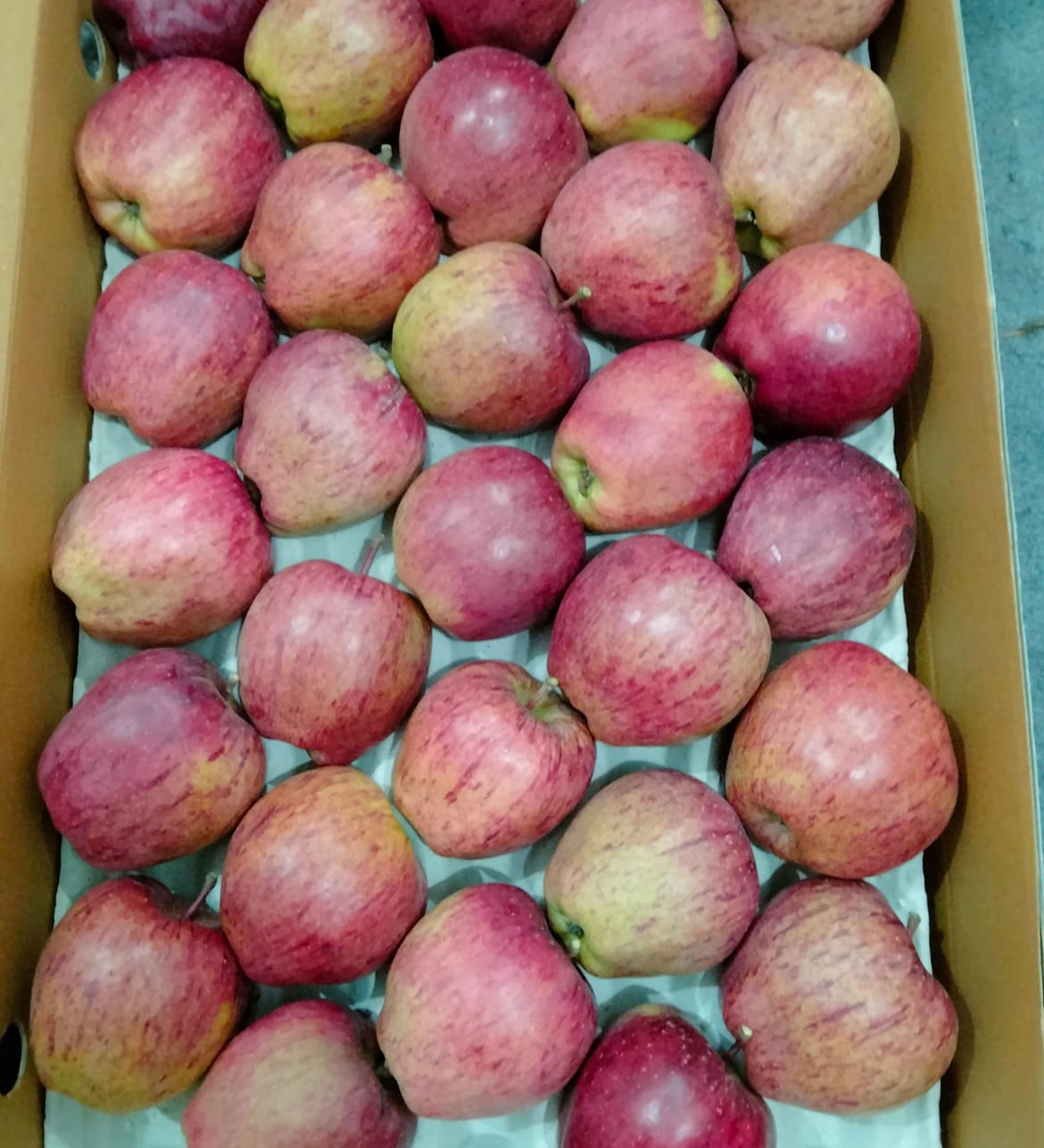 Shade-Grown Kinnaur Apples