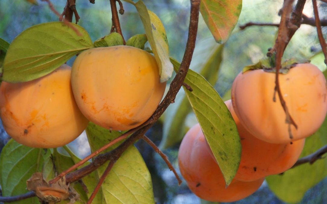 Kinnaur Persimmon
