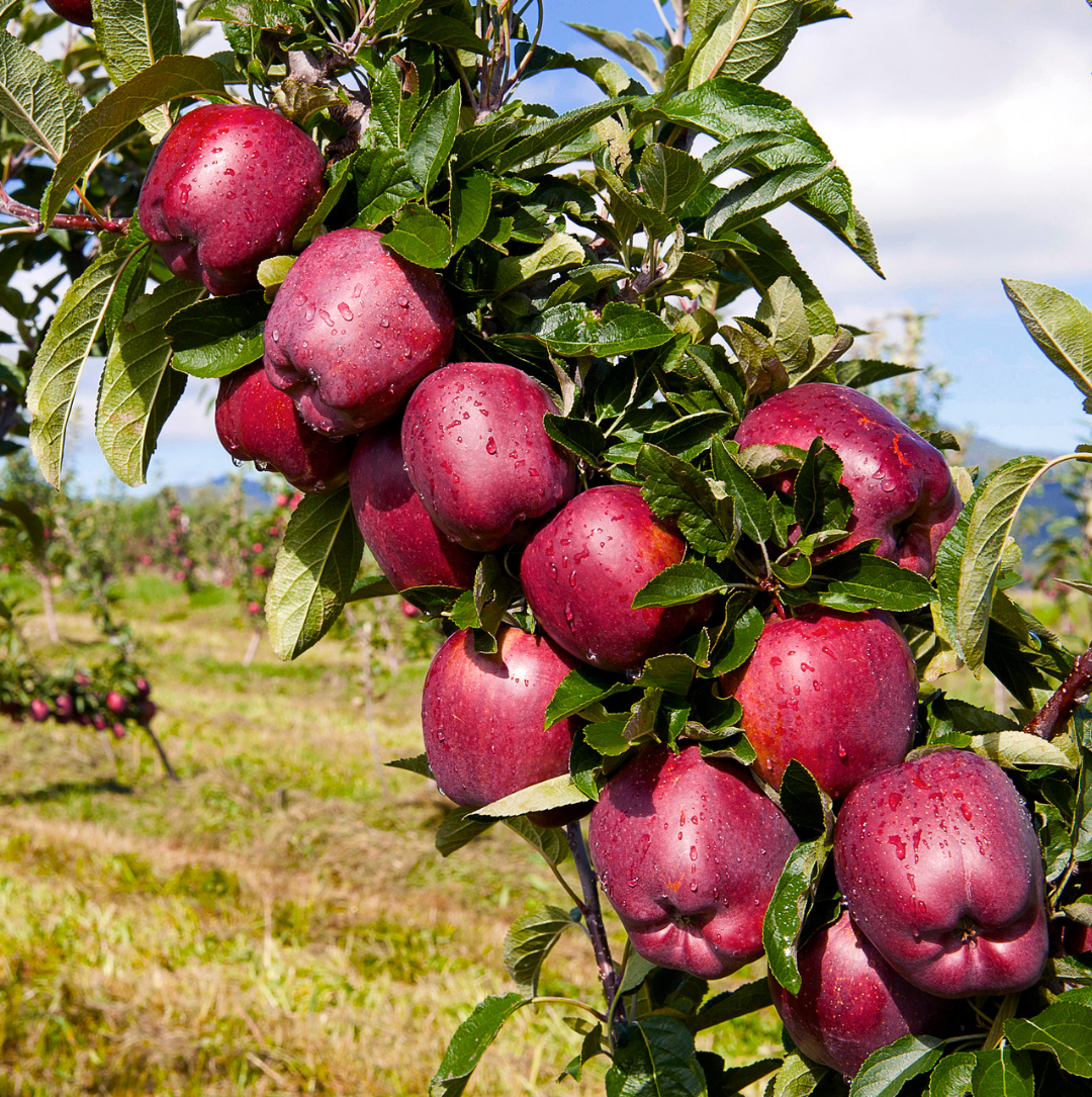 Kinnaur Red Royal Delicious