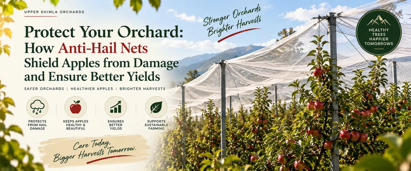 Anti-Hail Net Benefits for Apple Orchards: Protecting Crops, Improving Quality, and Securing Farmers’ Income