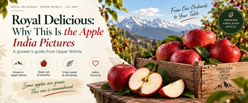 Royal Delicious: Why This Is the Apple India Pictures
