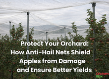 Anti-Hail Net Benefits for Apple Orchards: Protecting Crops, Improving Quality, and Securing Farmers’ Income