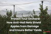 Anti-Hail Net Benefits for Apple Orchards: Protecting Crops, Improving Quality, and Securing Farmers’ Income