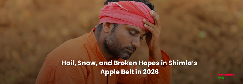 Hail, Snow, and Broken Hopes in Shimla’s Apple Belt in 2026