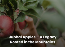 Jubbal Apples – A Legacy Rooted in the Mountains