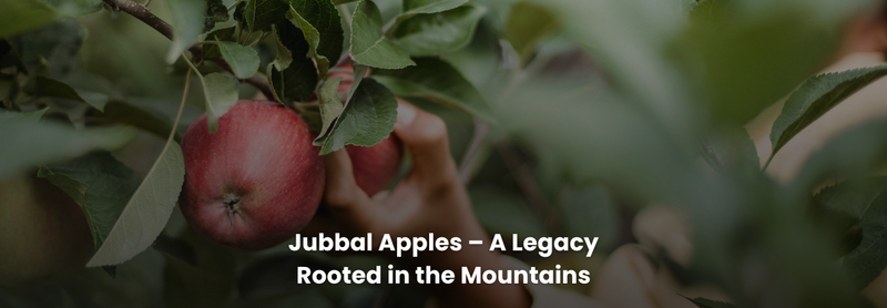 Jubbal Apples – A Legacy Rooted in the Mountains