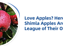 Love Apples? Here’s Why Shimla Apples Are in a League of Their Own