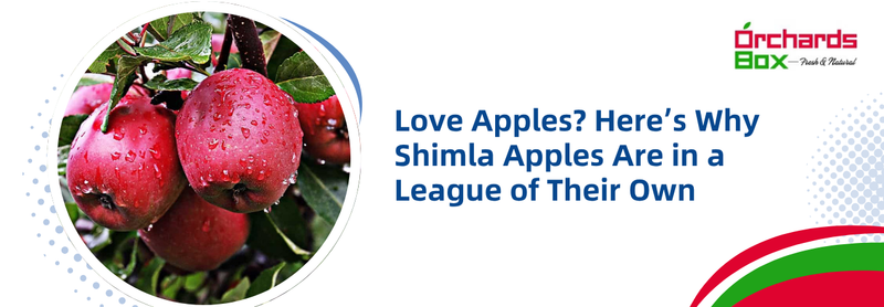 Love Apples? Here’s Why Shimla Apples Are in a League of Their Own