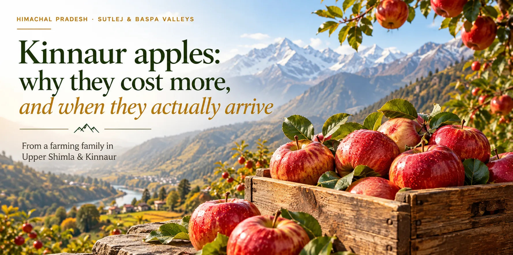 Kinnaur apples: why they cost more, and when they actually arrive