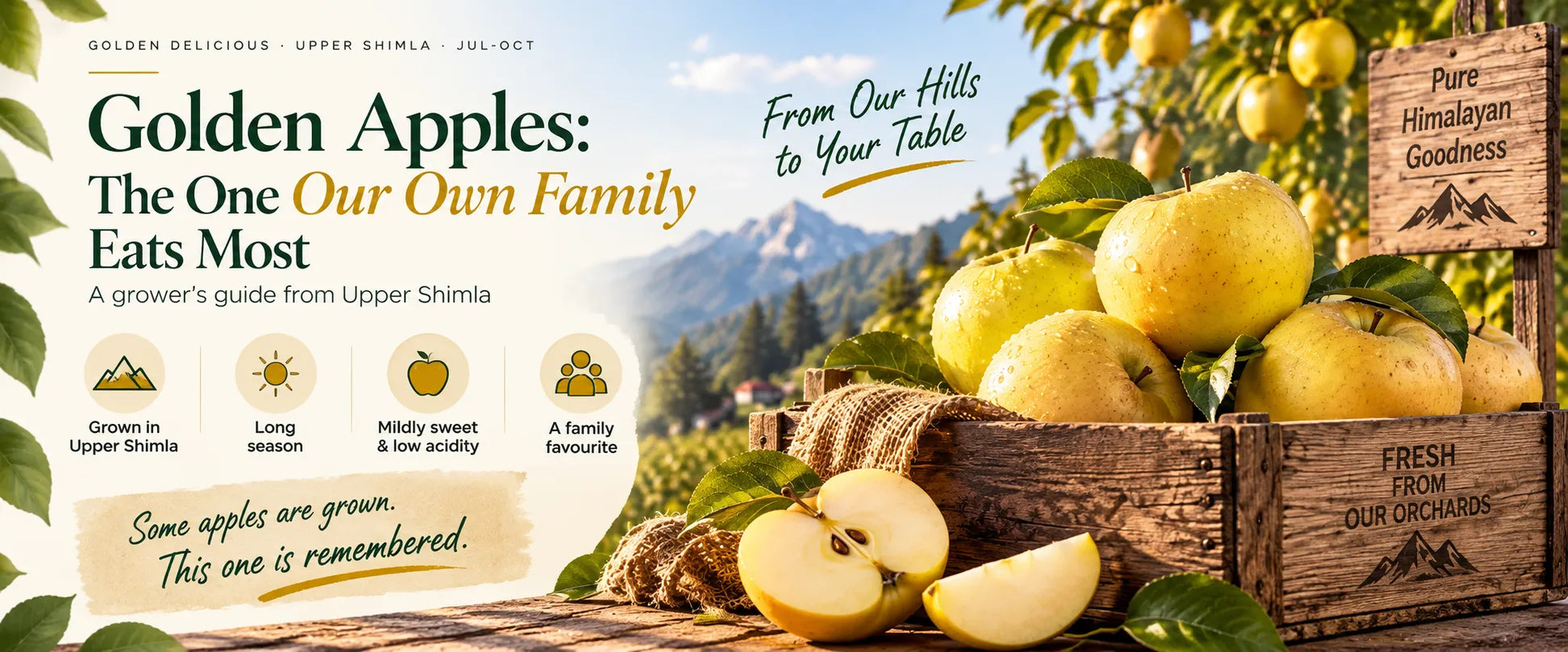Golden Apples: The One Our Own Family Eats Most