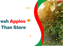 Why Farm-Fresh Apples Are Healthier Than Store Apples