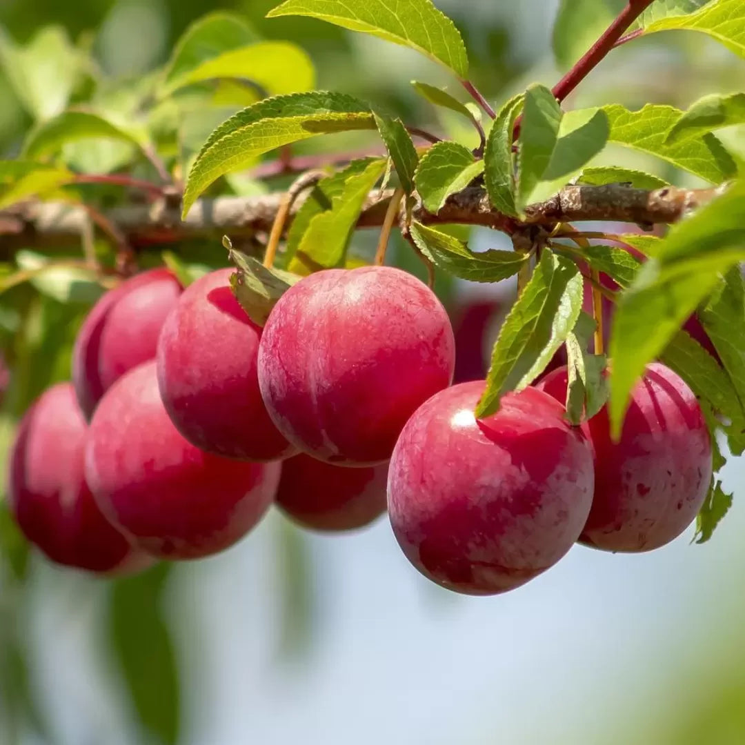 Himachal Hill Plums