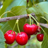 Himachal Cherries