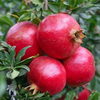 Himachal Pomegranates