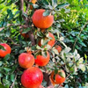 Himachal Pomegranates
