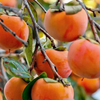 Persimmon