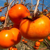 Persimmon