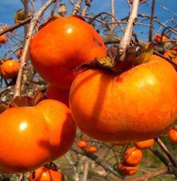 Persimmon