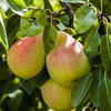 Pears