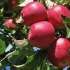 Mini Kinnaur Apples