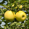Mini Golden Apples