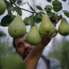 Pears