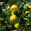 Mini Golden Apples