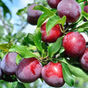 farm fresh plums