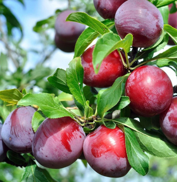 farm fresh plums