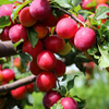 Plum (Indian)