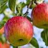 Fuji Apples
