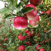 Mini Kinnaur Apples