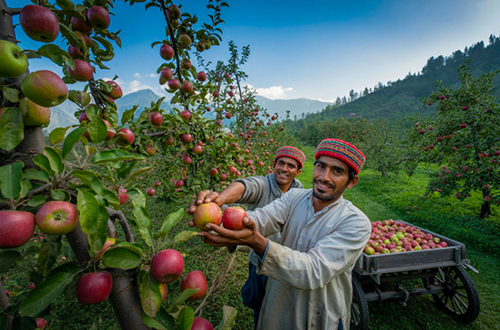 Our farming team