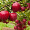 Mini Kinnaur Apples