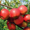 Mini Fuji Apples