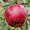 Red Delicious apple ripening on a tree in a Himachal orchard