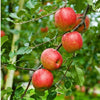 Mini Fuji Apples
