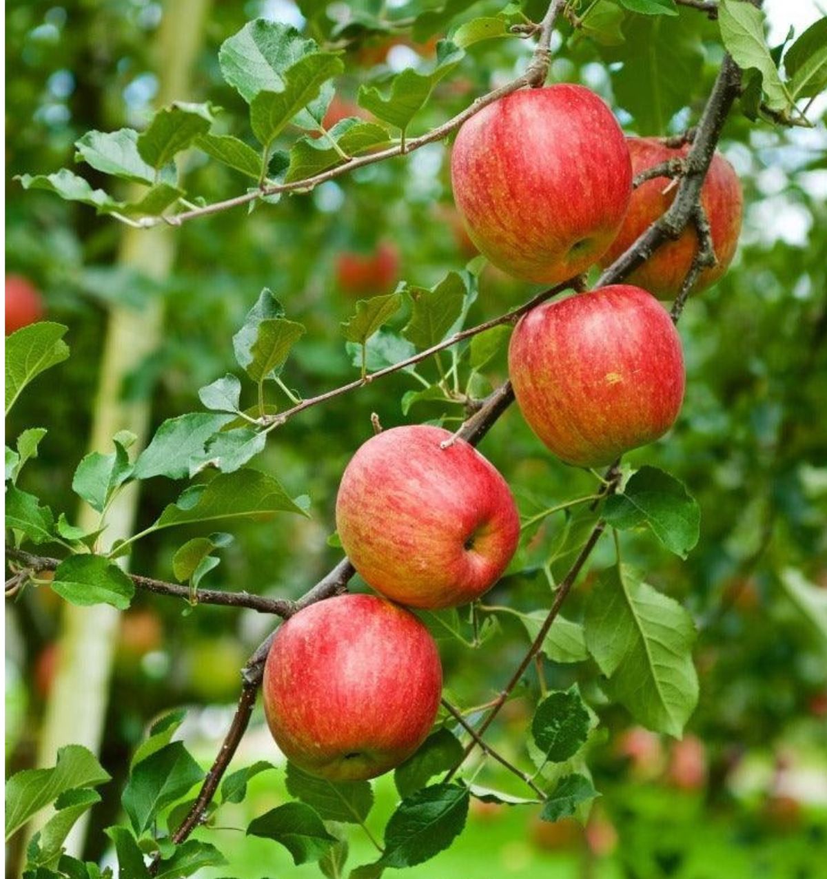 Mini Fuji Apples