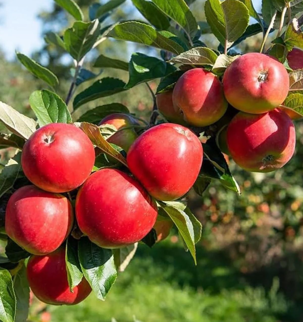 Mini Kinnaur Apples