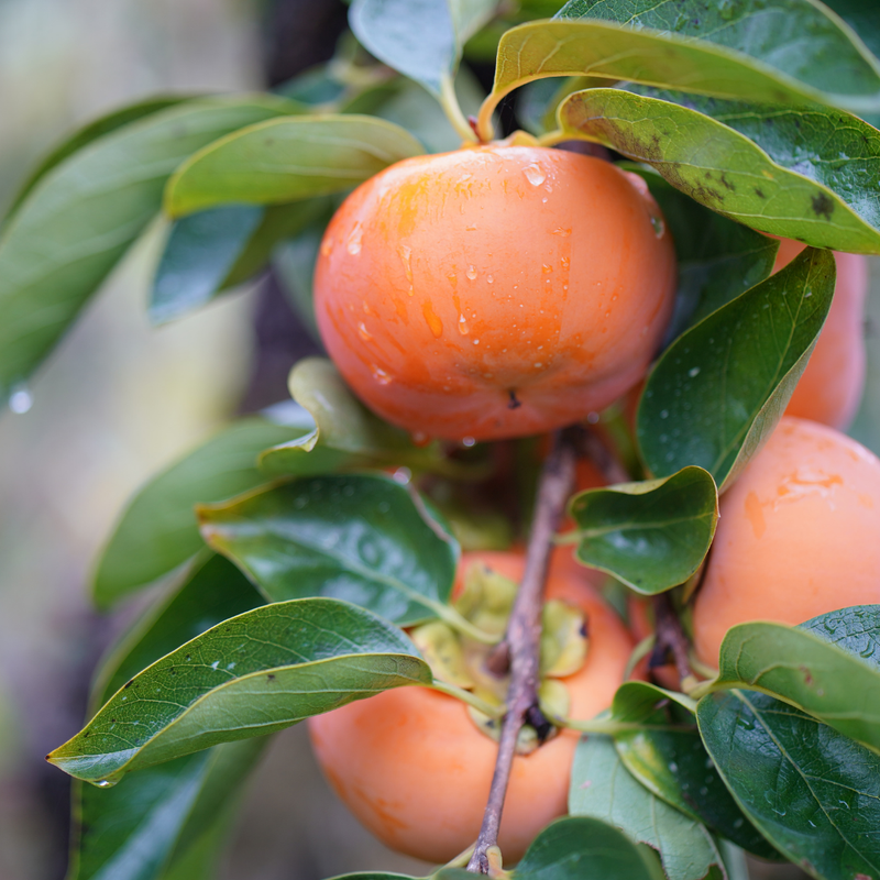Persimmon