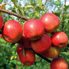 Fuji Apples